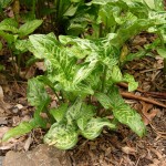 Arum_italicum