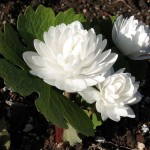 Bloodroot Dbl. white