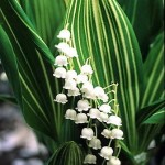 Convallaria varueg