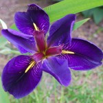 Iris lousiana Black Gamecock