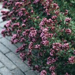 Origanum_Herrenhausen