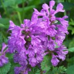 Stachys macrantha Superba