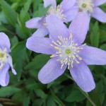 Anemone nemerosa blue