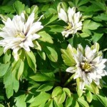 Anemone nemerosa bracteata flore pleno