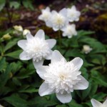 Anemone nemerosa flore pleno