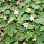 rubus calcyinoides