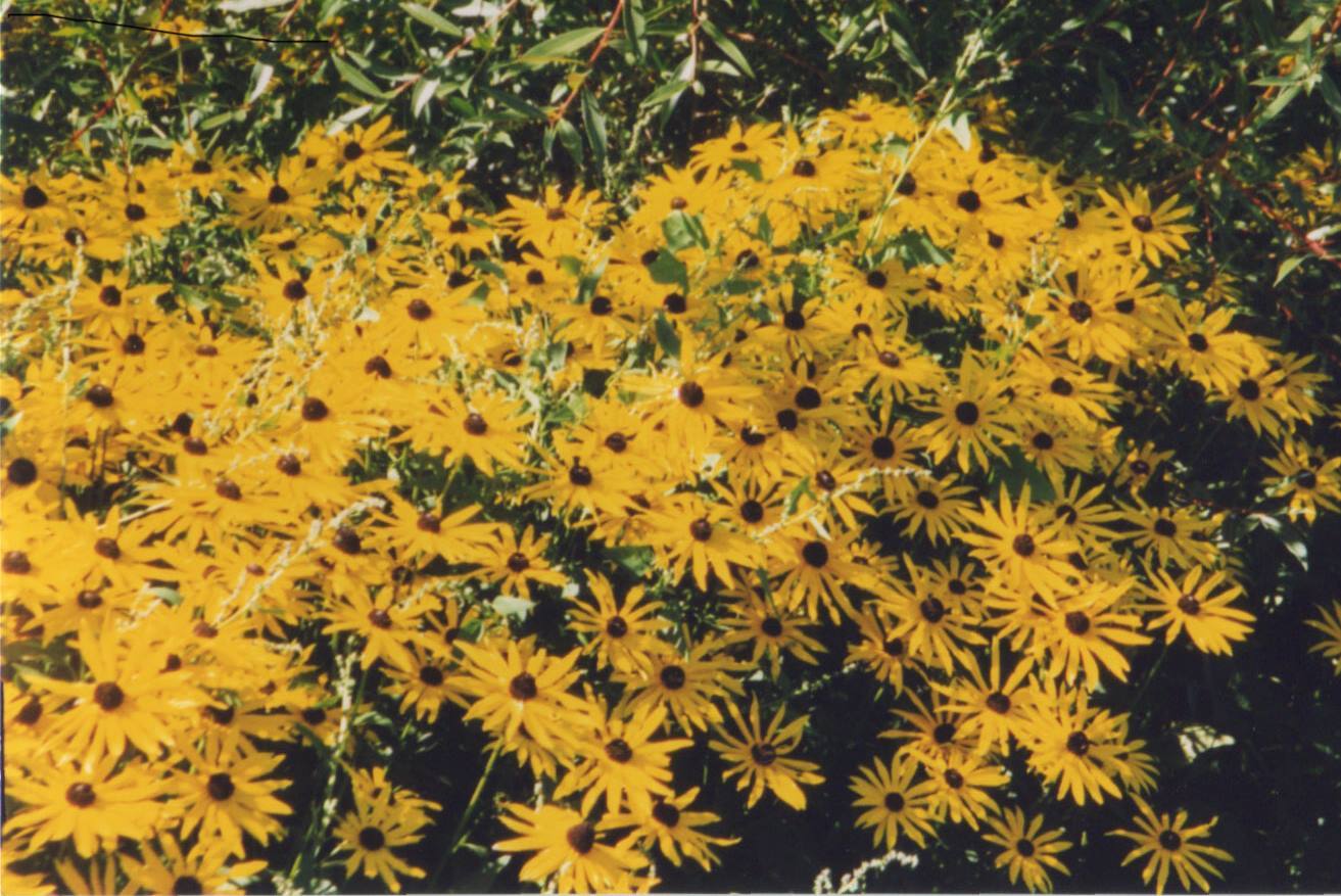 Plants starting with the letter R