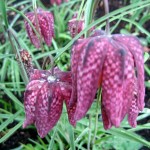 Fritillaria meleagris closeup