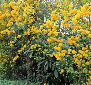 Kerria japonica