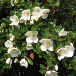Eucryphia closeup