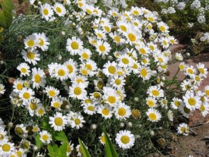 Rhodanthemum hosmariense2