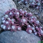 Sedum spath. red