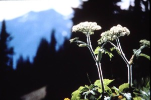 closeup of cow parsnip