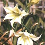 gladiolus tristis