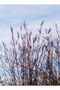 Andropogon gerardii