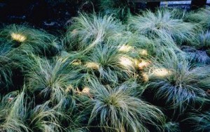 Festuca400