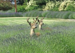 deer in lavender