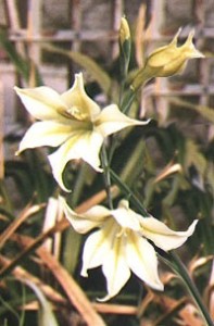 gladiolus tristis