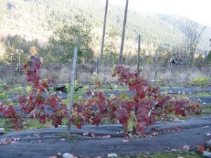 pruning wine grapes