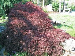 red japanese maple