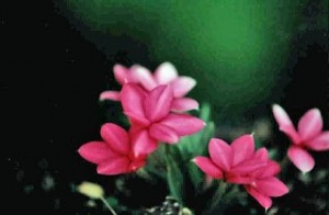 rhodohypoxis