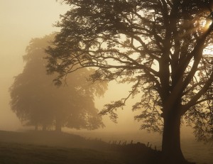 Tree (landscape)