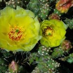 Opuntia fragilis