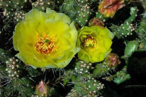 Strawflower Cactus- Don`t Overlook This Beauty - UnusualSeeds