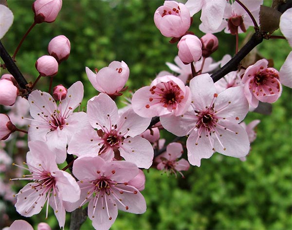 red-plum-taken-in-march-2013