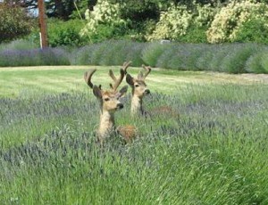 deer in lavender