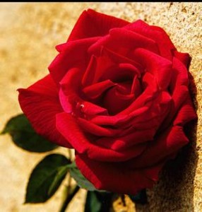 red tudor rose crop