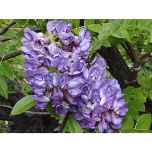 wisteria-longwood-purple-2