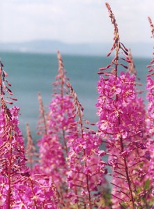 Fireweed