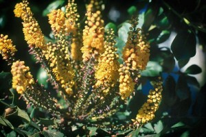 Mahonia winter blooming hybrid
