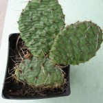 Opuntia humifusa