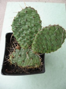 Opuntia humifusa