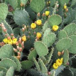 Opuntia local