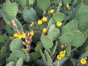 Opuntia local