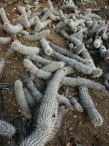 Stenocereus_eruca,_Creeping_Devils_walking cactus
