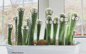 cactus with eyes