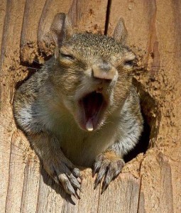 grumpy squirrel