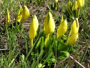 skunk cabbage