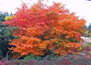 Acer japonicum stanhope