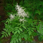 Aruncus_dioicus