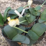 Haemanthus albiflos