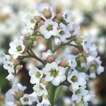 Bergenia cord. Bressingham White