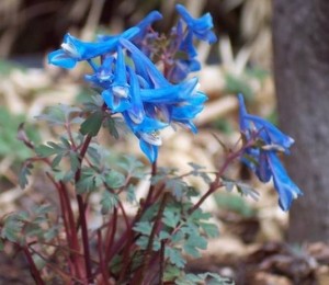 Corydalis f. Blue Heron