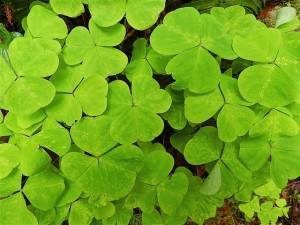 Oxalis oregana Redwood Sorrel