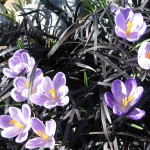 crocus in black mondo grass