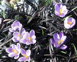 crocus in black mondo grass